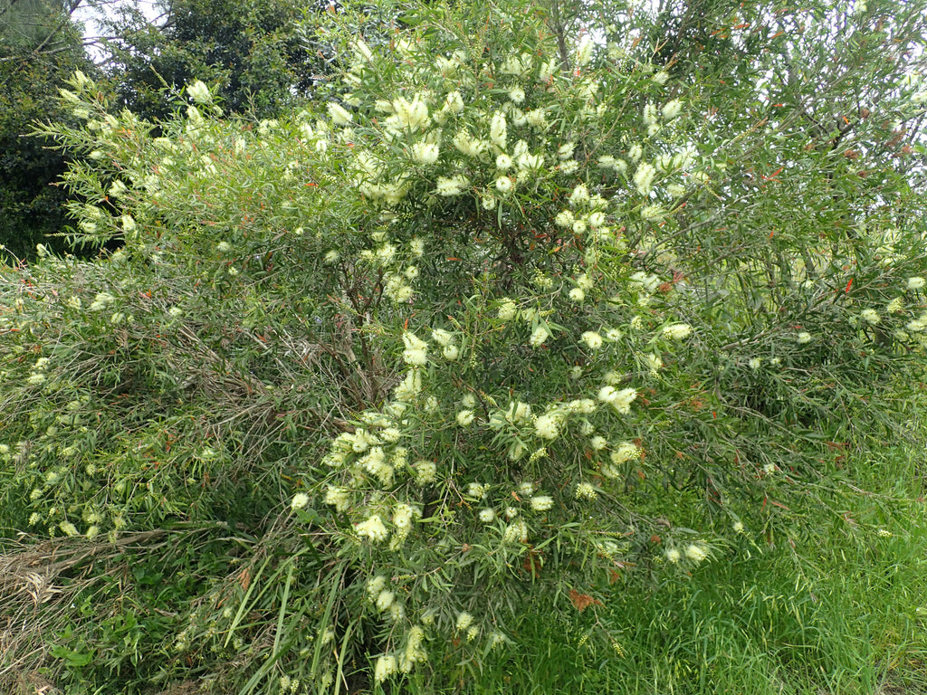 White bottlebrush (Melaleuca salicina) — mature plant image
