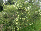 White bottlebrush (Melaleuca salicina) — mature plant image
