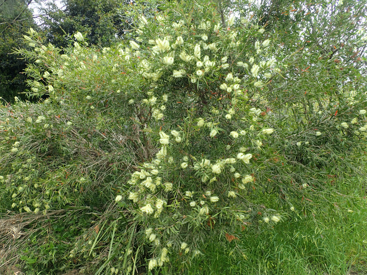 White bottlebrush (Melaleuca salicina) — mature plant image