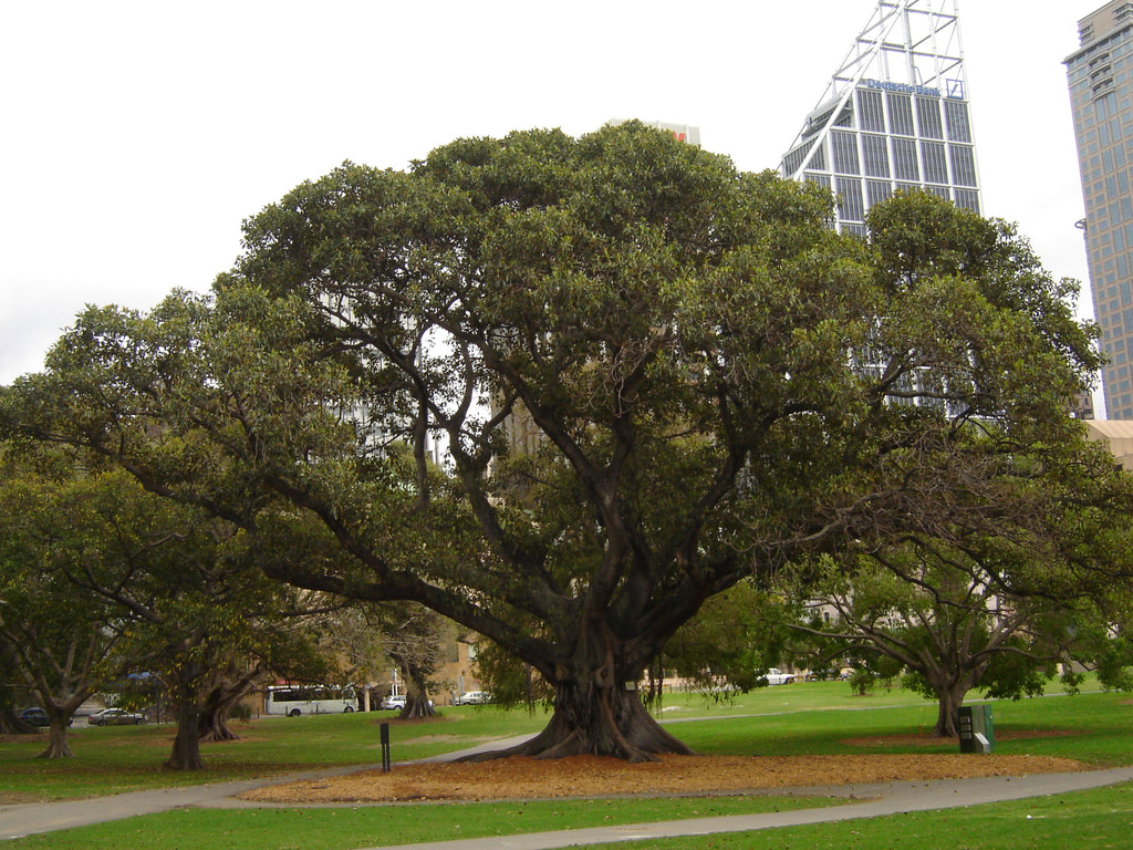 Moreton Bay fig (Ficus macrophylla) — mature plant image