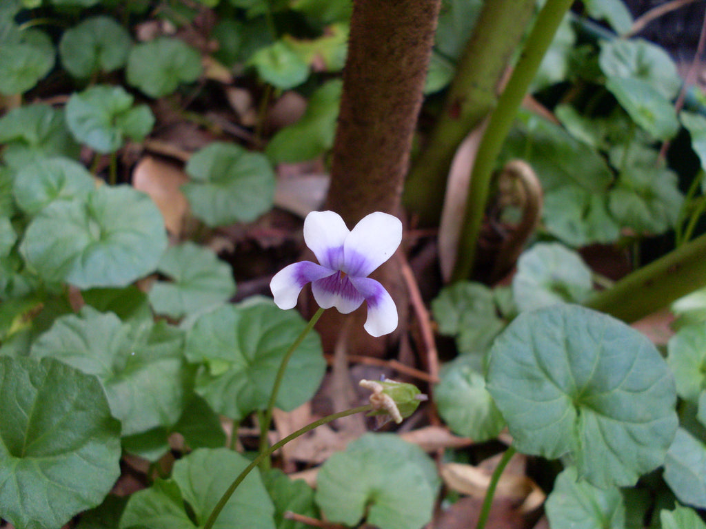 Native violet (Viola hederacea) — feature plant image