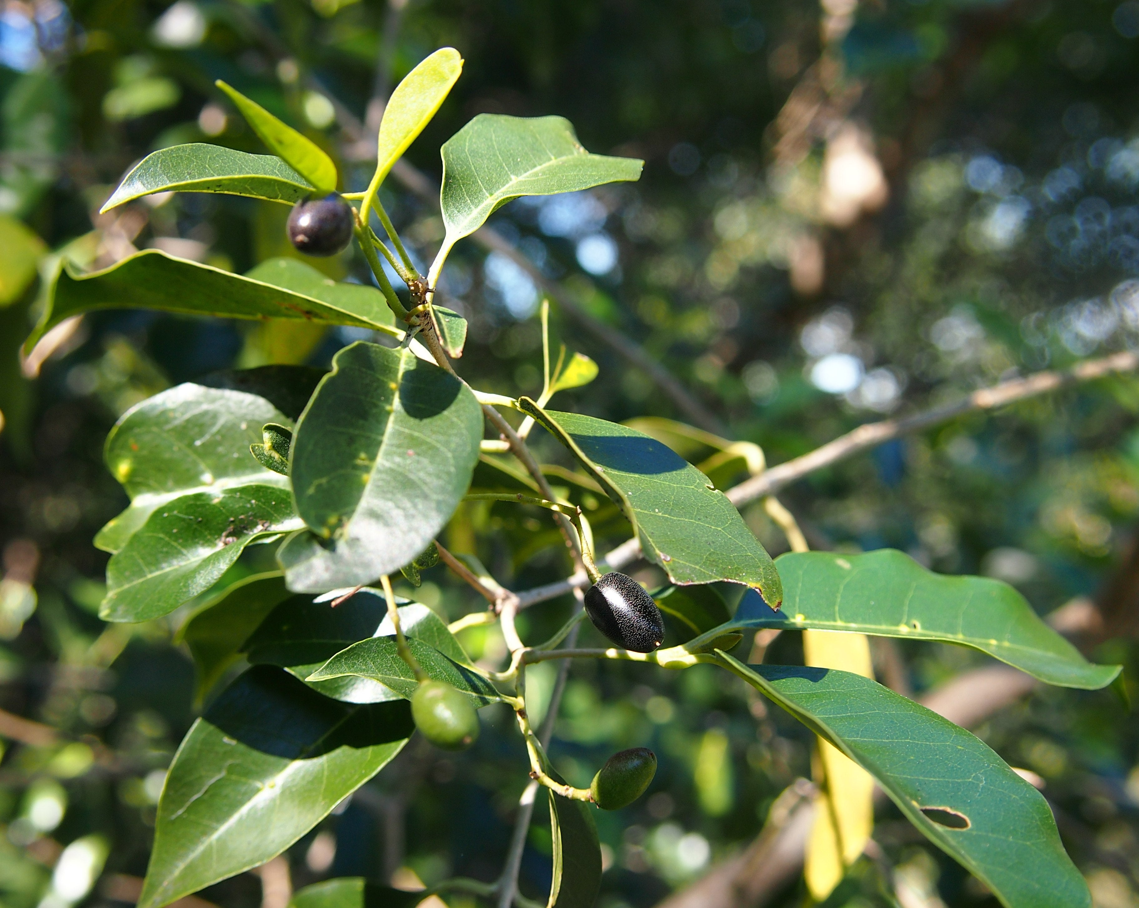 Native olive (Olea paniculata) — detail
