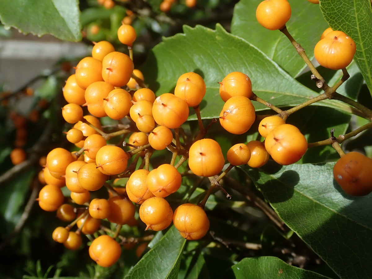 Diamond-leaf pittosporum (Auranticarpa rhombifolia) — orange fruit detail