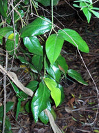 Richmond birdwing vine (Pararistolochia praevenosa) — detail