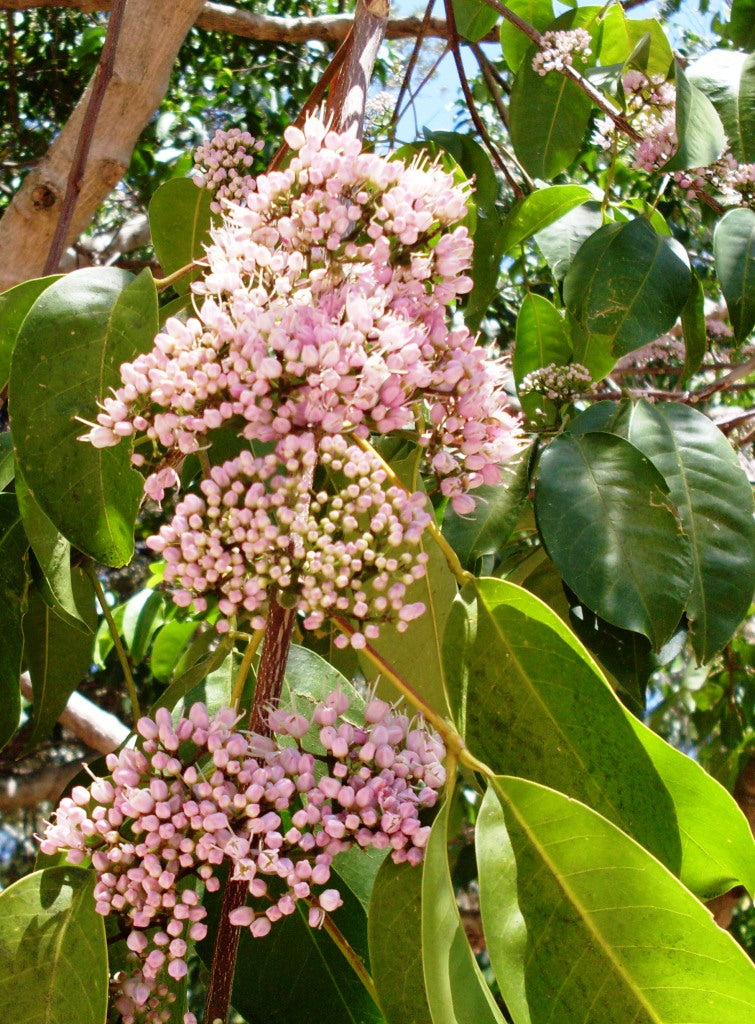 Pink-flowered doughwood (Melicope elleryana) — feature plant image
