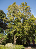 Brown pine (Podocarpus elatus) — mature plant