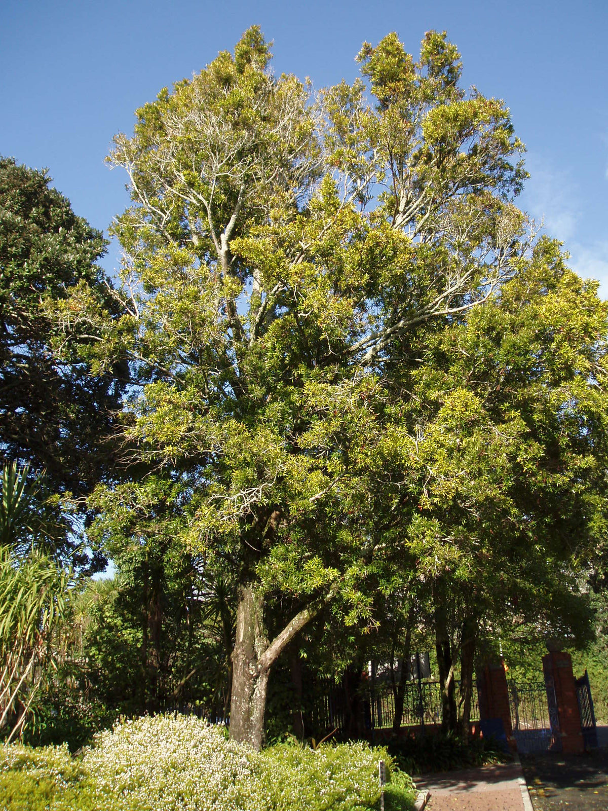 Brown pine (Podocarpus elatus) — mature plant