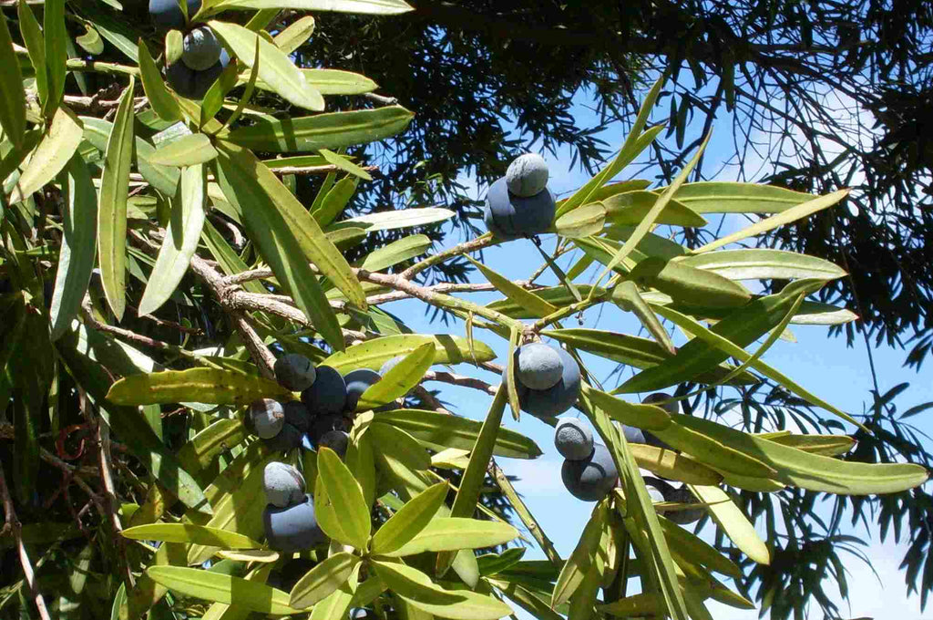 Brown pine (Podocarpus elatus) — detail