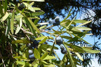 Brown pine (Podocarpus elatus) — detail