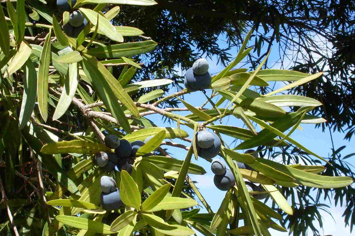 Brown pine (Podocarpus elatus) — detail