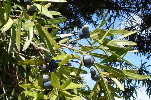 Brown pine (Podocarpus elatus) — detail