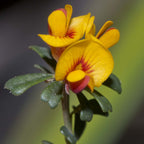 Notched bush-pea (Pultenaea retusa) — feature plant image