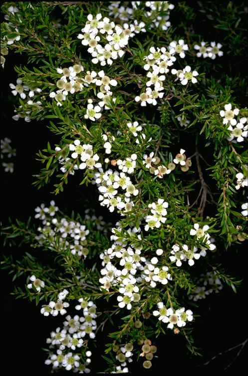 Twiggy myrtle (Sannantha similis) — detail