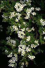 Twiggy myrtle (Sannantha similis) — detail