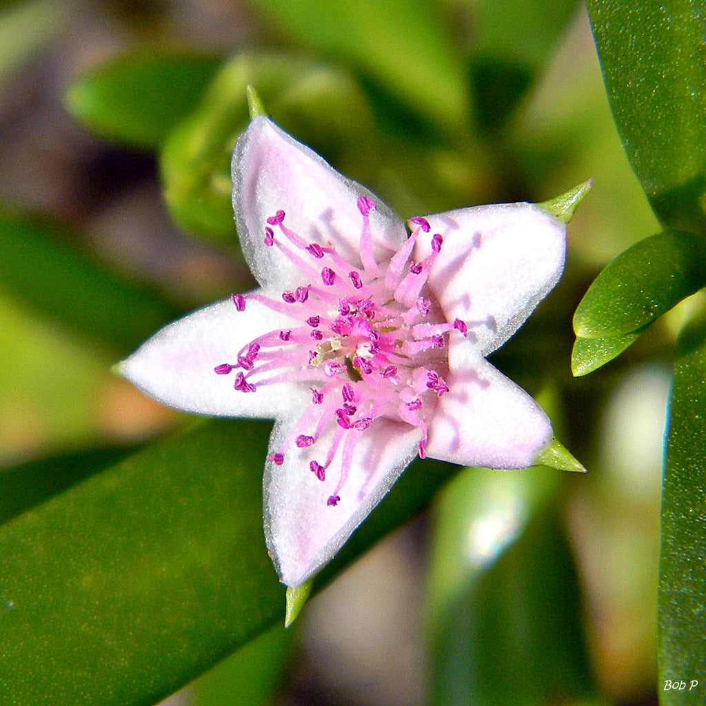 Sea purslane (Sesuvium portulacastrum) — detail