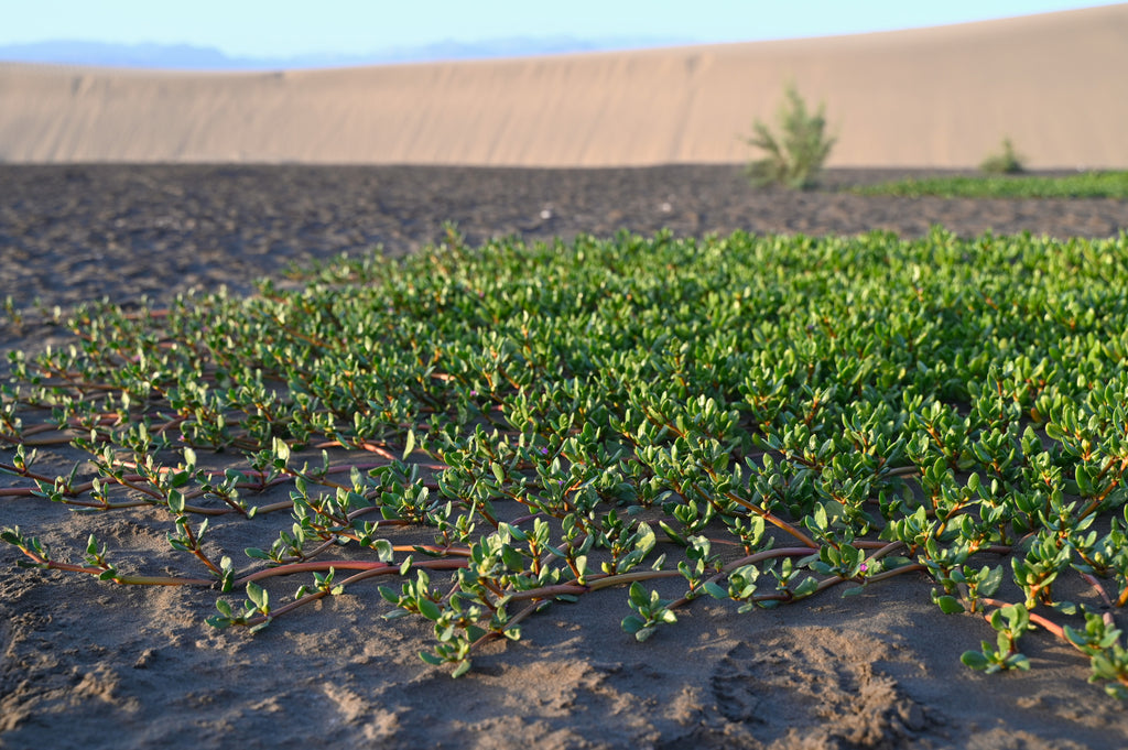 Sea purslane (Sesuvium portulacastrum) — mature plant