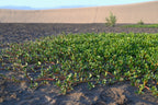 Sea purslane (Sesuvium portulacastrum) — mature plant
