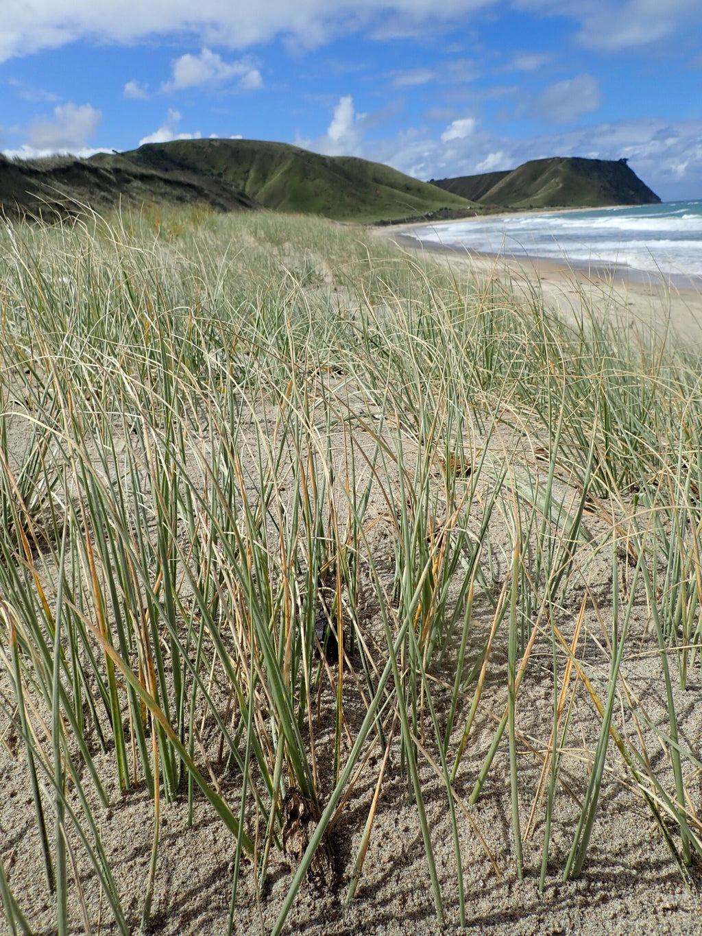 Beach spinifex (Spinifex sericeus) — mature plant
