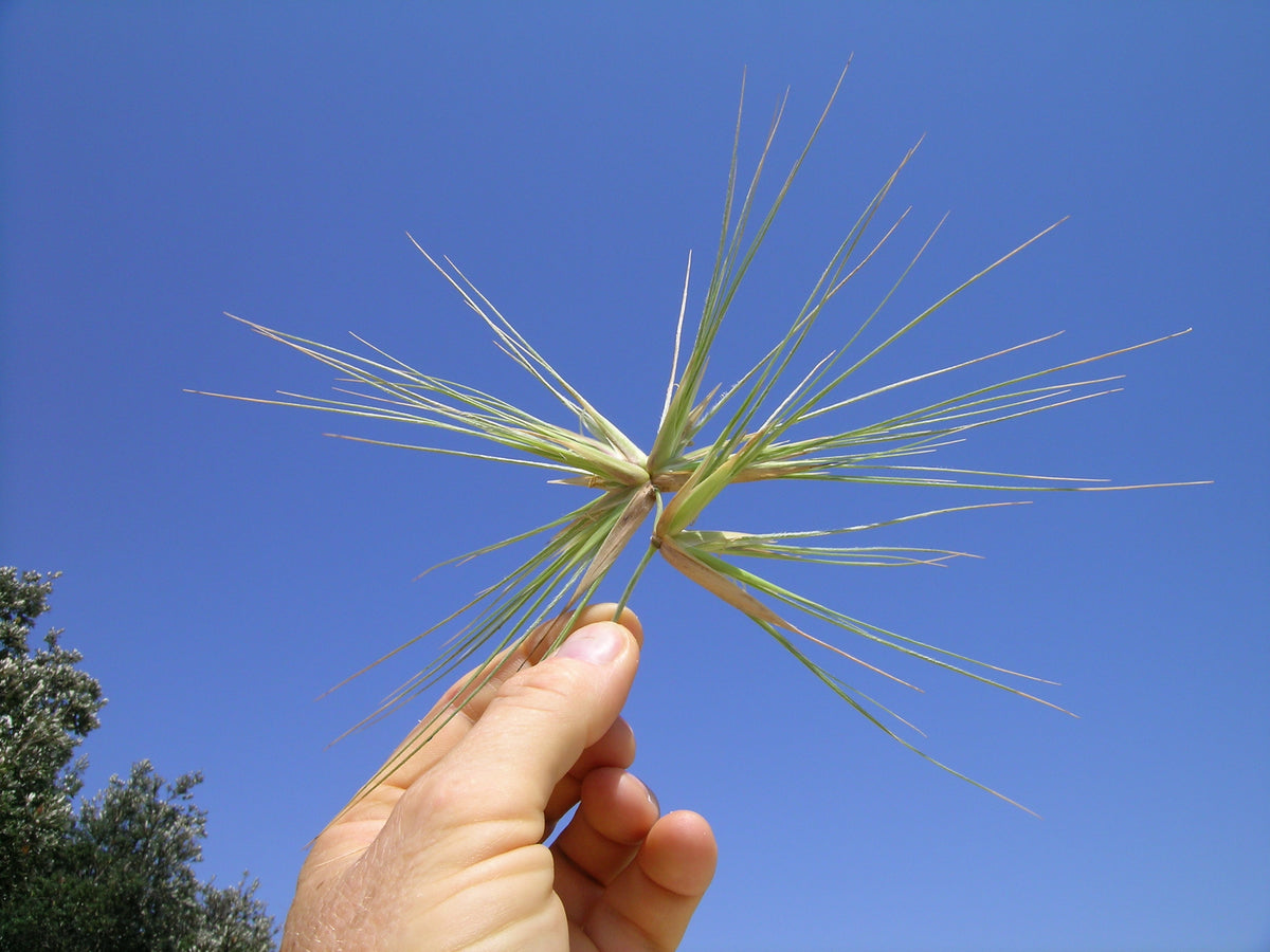 Beach spinifex (Spinifex sericeus) — detail