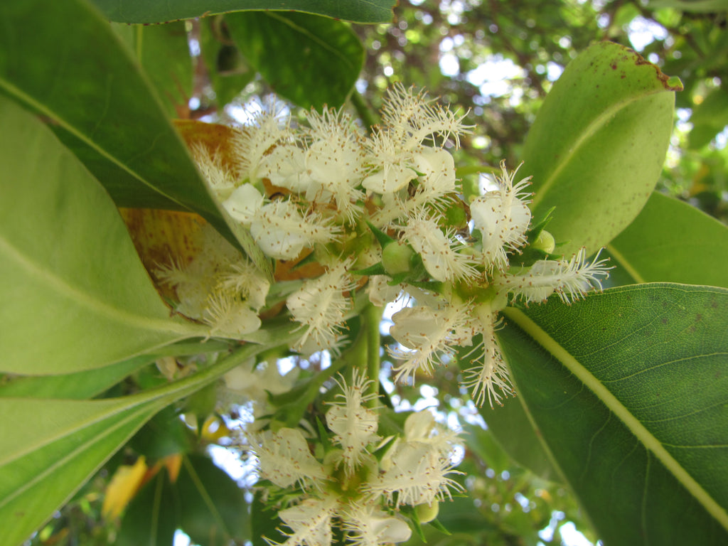 Brush box (Lophostemon confertus) — feature plant image