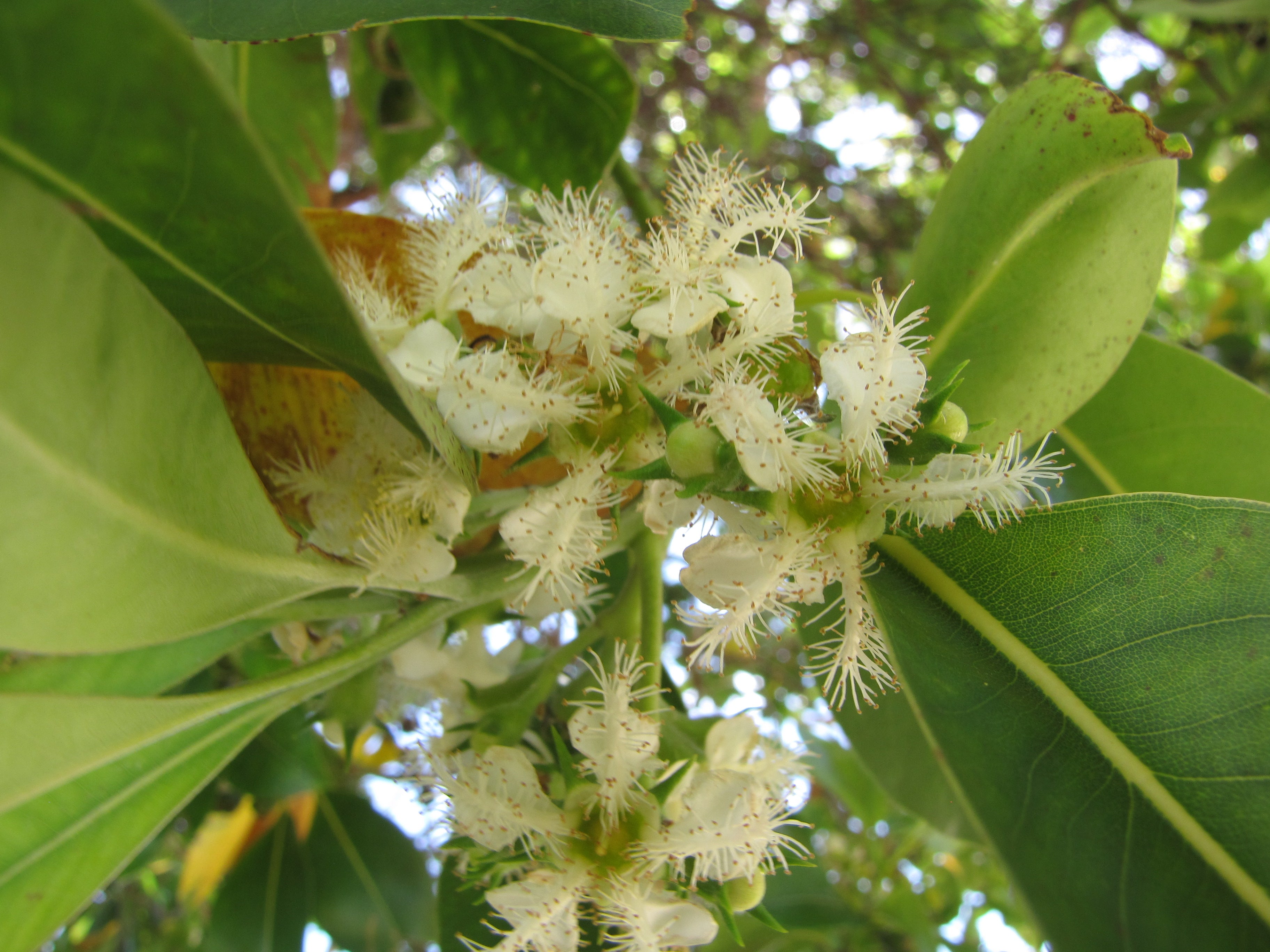 Brush box (Lophostemon confertus) — feature plant image