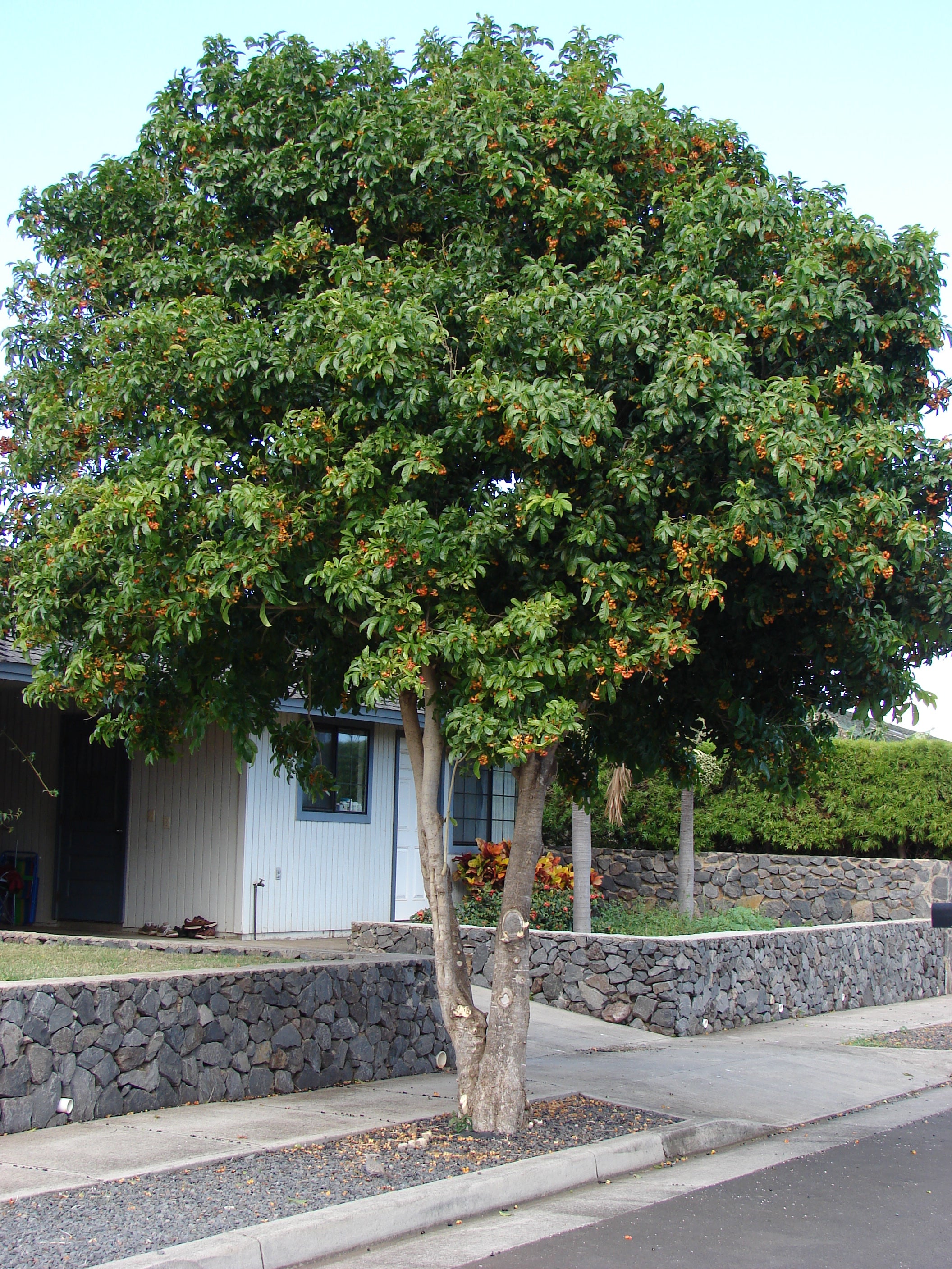 Tulipwood (Harpullia pendula) — mature plant image