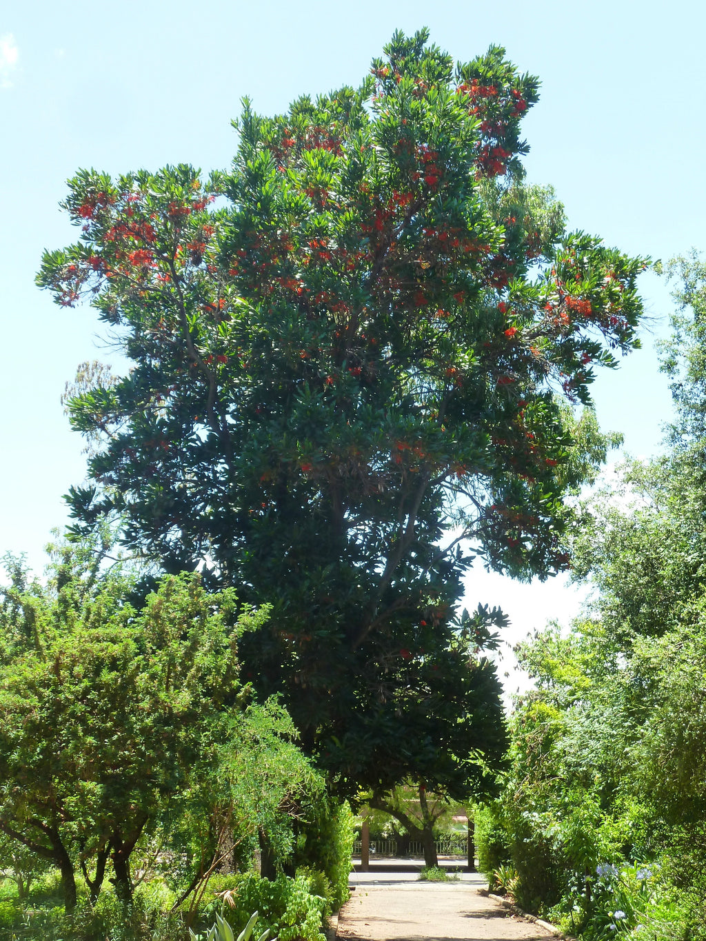 Firewheel tree (Stenocarpus sinuatus) — mature plant image
