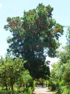 Firewheel tree (Stenocarpus sinuatus) — mature plant image