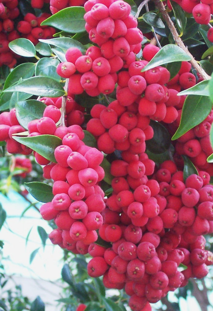 Riberry (Syzygium luehmannii) — feature plant image