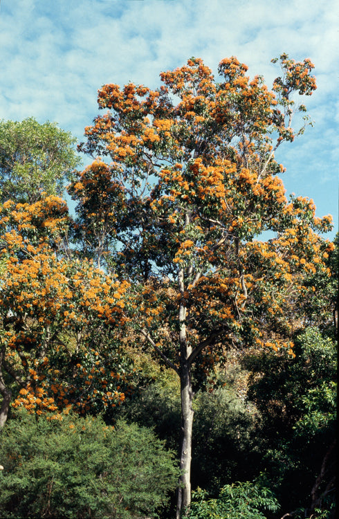 Mature Diamond-leaf pittosporum (Auranticarpa rhombifolia) tree with orange fruit