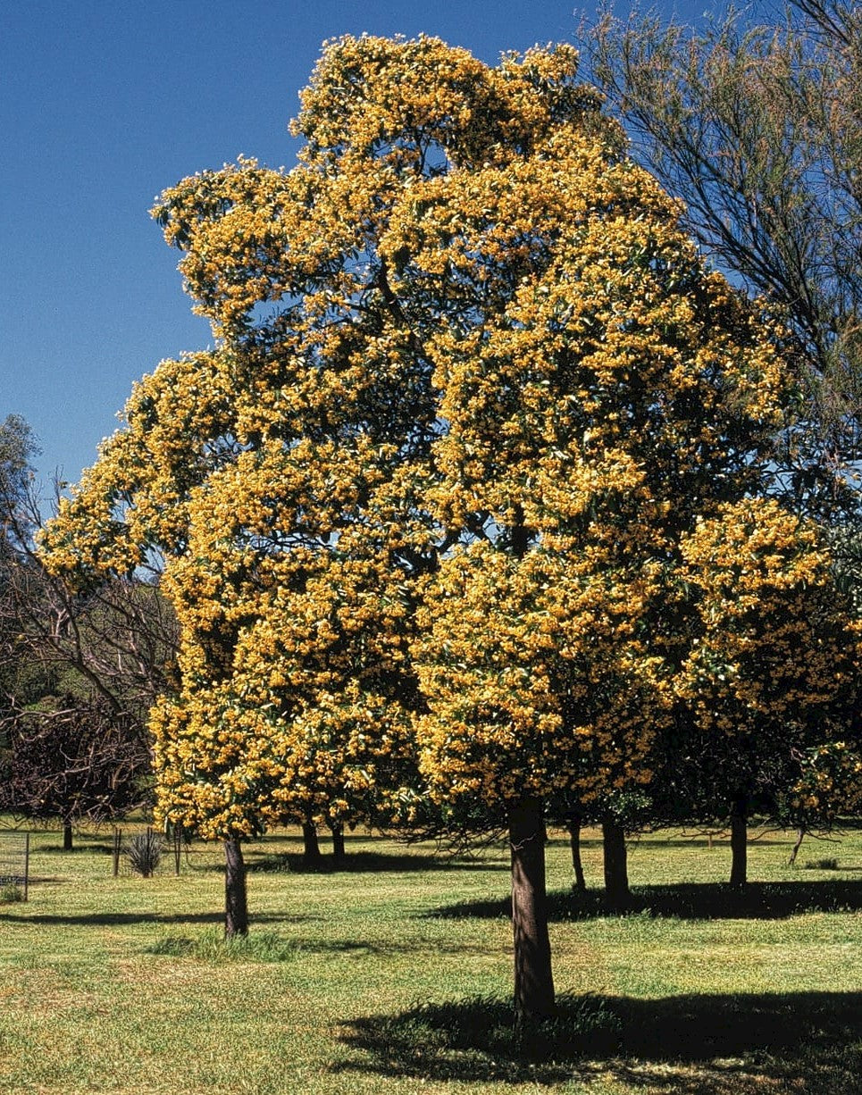 Native frangipani — Hymenosporum flavum