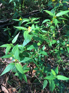 Cunningham’s jute (Corchorus cunninghamii) — mature plant