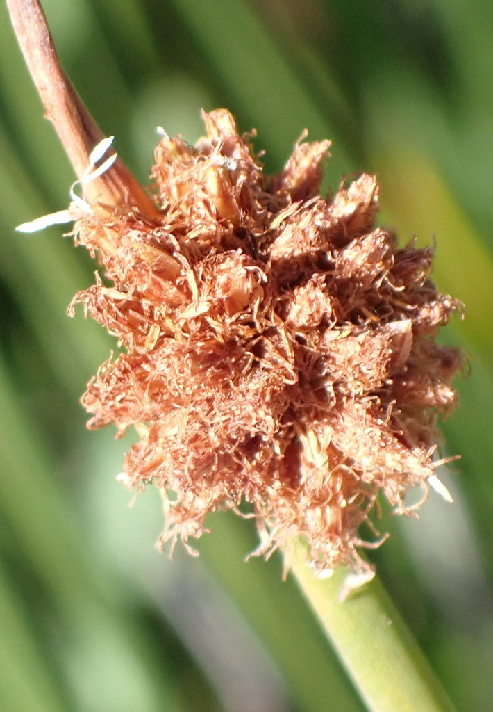 Knobby club-rush (Ficinia nodosa) — detail