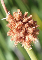Knobby club-rush (Ficinia nodosa) — detail