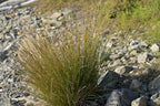 Knobby club-rush (Ficinia nodosa) — mature plant