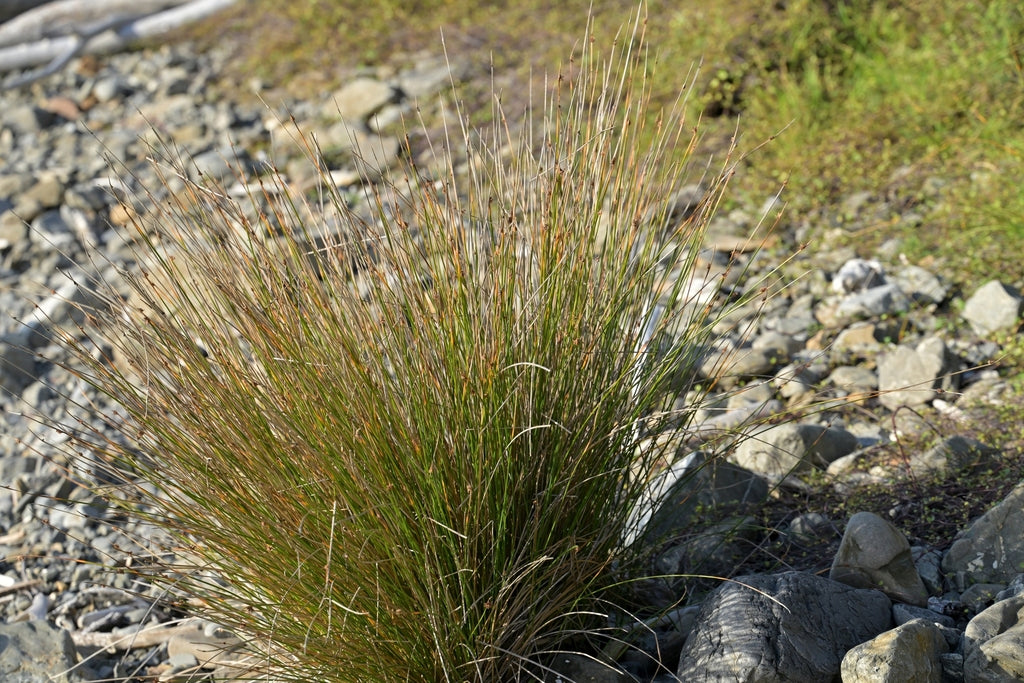 Knobby club-rush (Ficinia nodosa) — mature plant