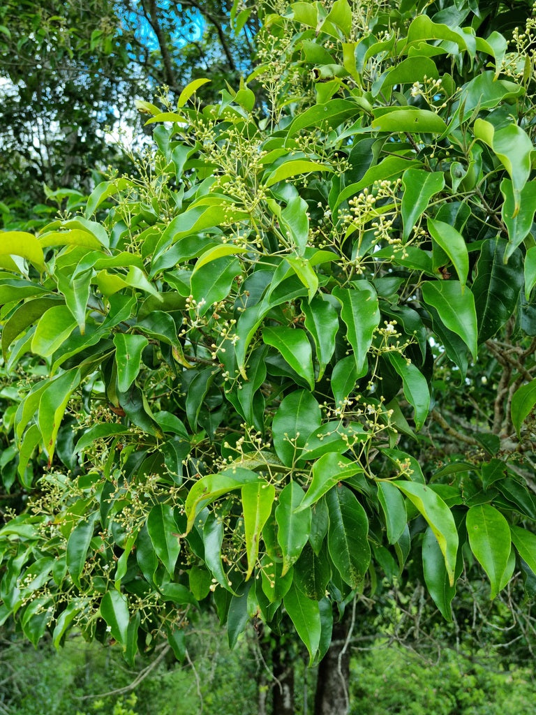 Native olive (Olea paniculata) — mature plant