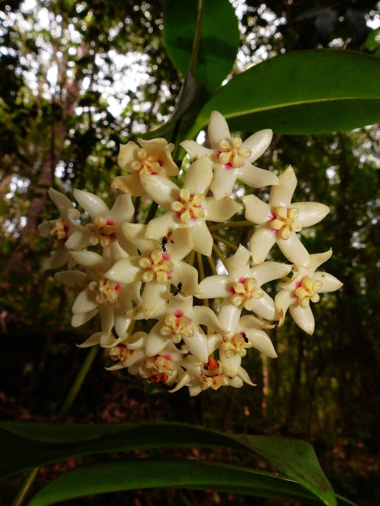 Wax flower (Hoya australis) — detail
