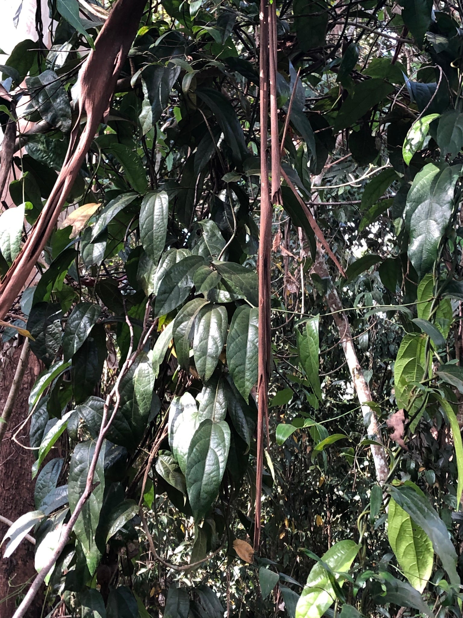 Richmond birdwing vine (Pararistolochia praevenosa) — mature plant