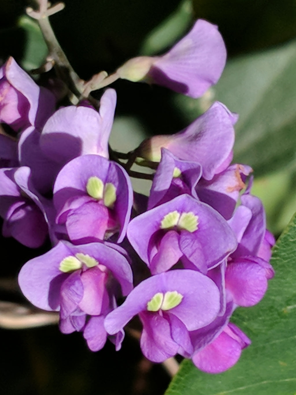Purple coral pea (Hardenbergia violacea) — feature plant image