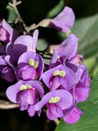 Purple coral pea (Hardenbergia violacea) — feature plant image