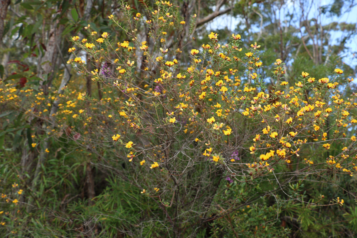 Notched bush-pea (Pultenaea retusa) — mature plant image