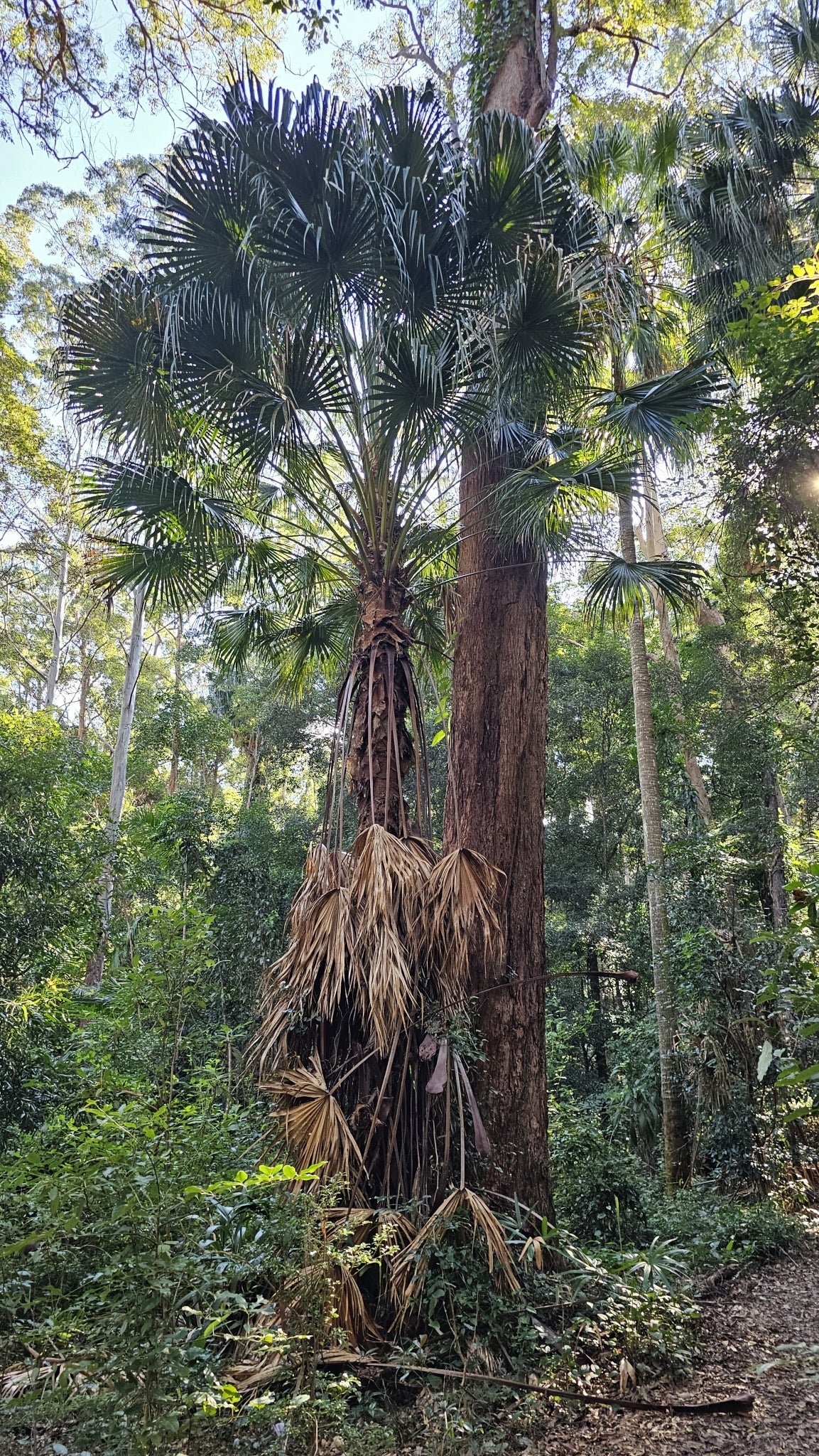 Cabbage-tree palm (Livistona australis) — mature plant image