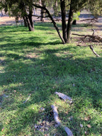 Weeping grass (Microlaena stipoides) — mature plant image