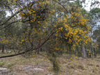Dogwood (Jacksonia scoparia) — mature plant image