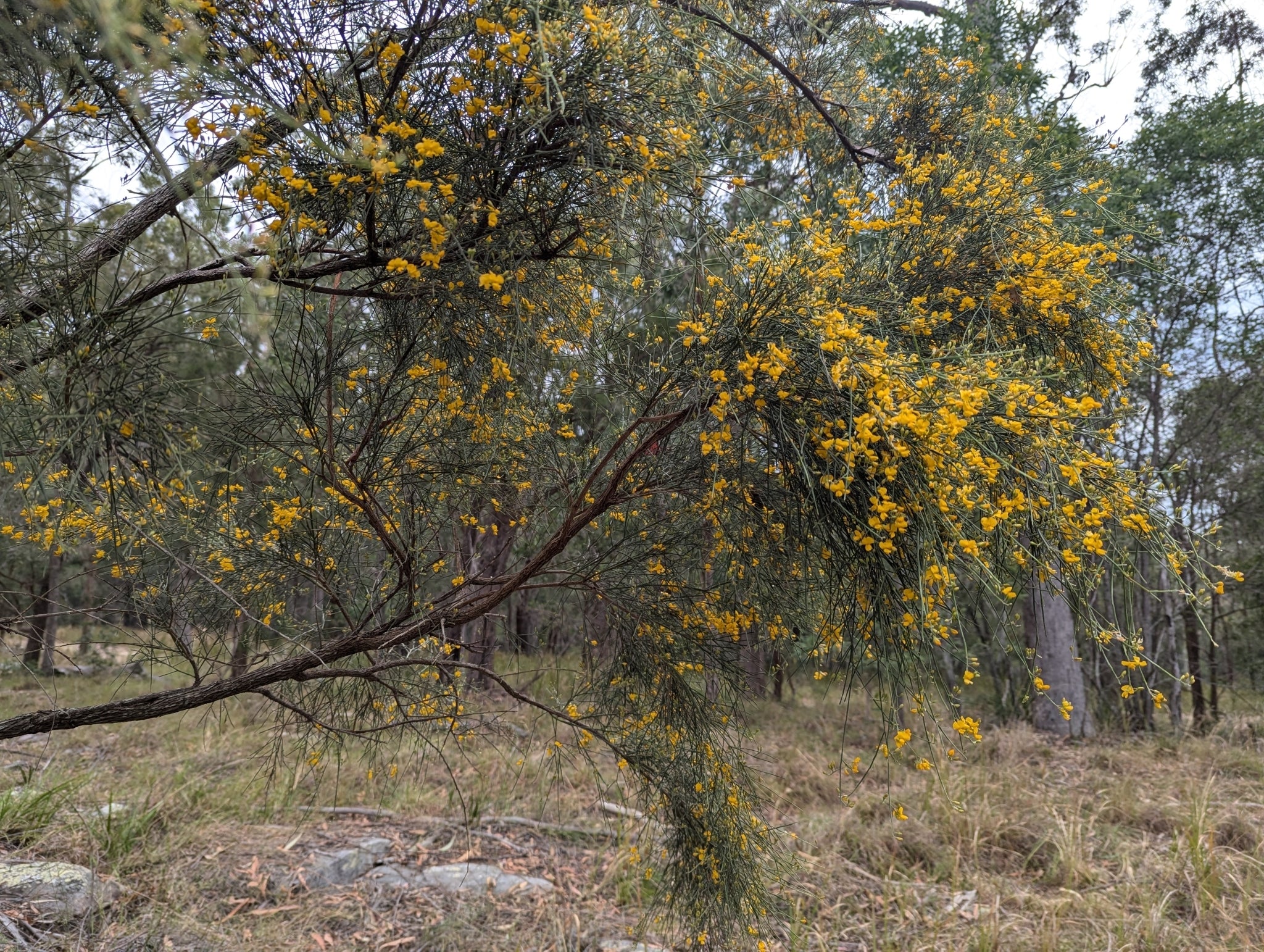 Dogwood (Jacksonia scoparia) — mature plant image
