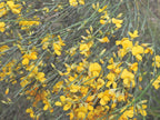 Dogwood (Jacksonia scoparia) — feature plant image
