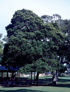Three-veined laurel — Cryptocarya triplinervis