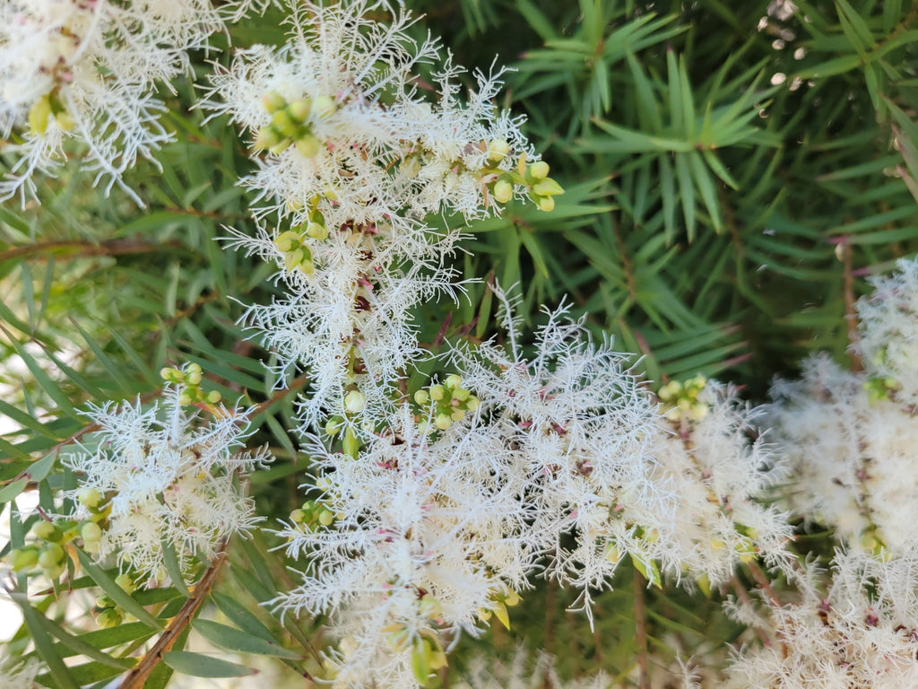 Snow-in-summer (Melaleuca linariifolia) — feature plant image
