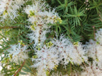 Snow-in-summer (Melaleuca linariifolia) — feature plant image